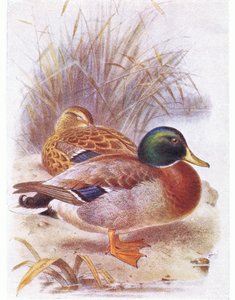 マガモ 作： Archibald Thorburn
